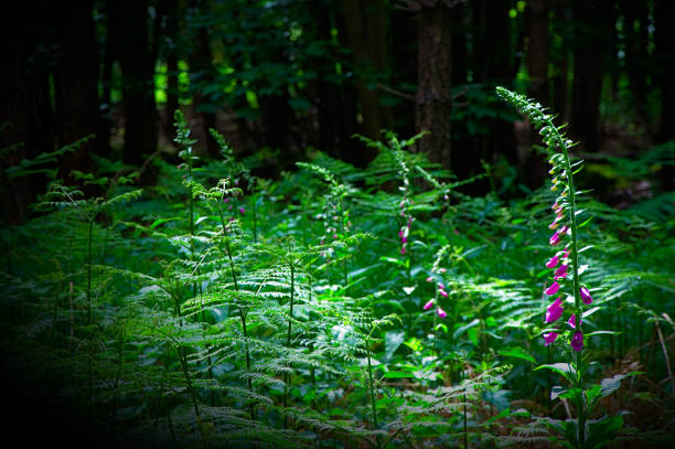 A single foxglove amid a forest clearing of bracken ferns.