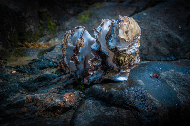 A wrinkly community of fused oyster shells on a rock on an Irish beach