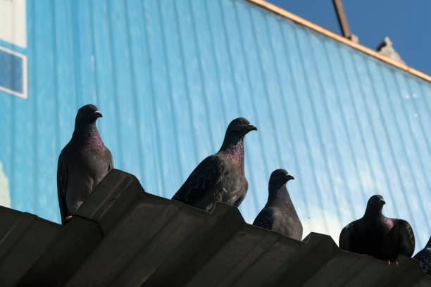 istock Pigeons on a metal roof 1284075295
