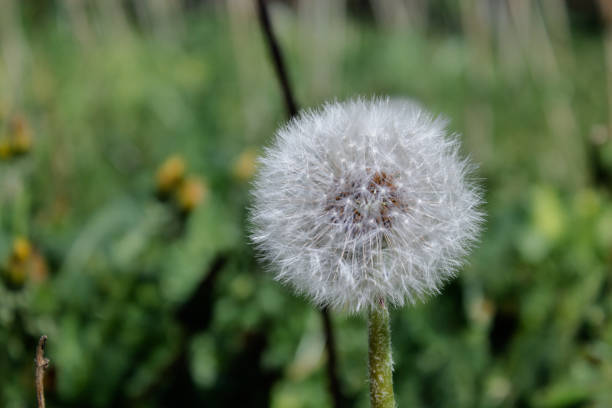 istock Close-up of a dandelion growing in a field. 1284075951