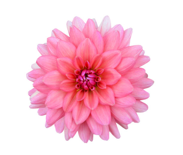 istock A pink dahlia flower isolated white 1284076266
