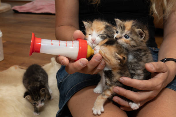 Bottle feeding of abandoned cat babies Kittens cuddle and want to drink at the bottle at the same time. weak cat stock pictures, royalty-free photos & images
