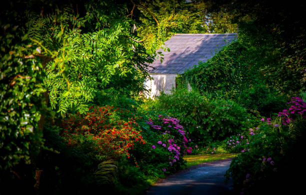 istock Derelict house amid colourful summer shrubs and greenery 1284076595