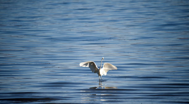 istock Great Egret on a lake prespa in macedonia 1284076785
