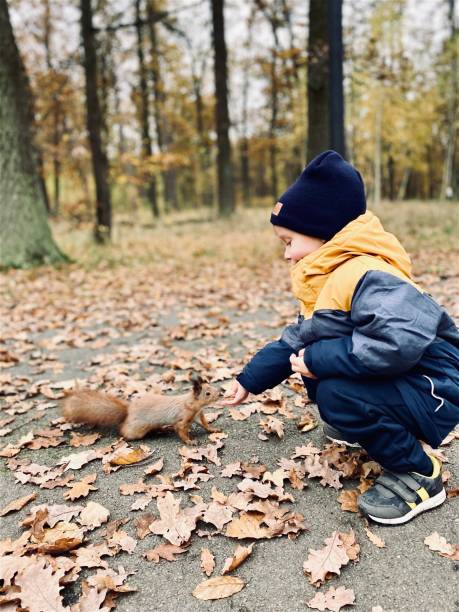 istock A small fair-skinned child feeds a wild squirrel with walnuts in an autumn park. 1284080449