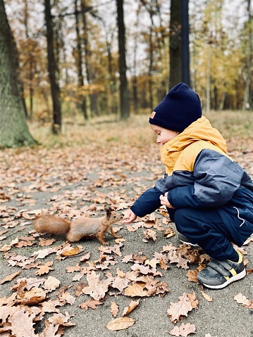 A small fair-skinned child feeds a wild squirrel with walnuts in an autumn park. The concept of the relationship between man and animal, environmental protection.