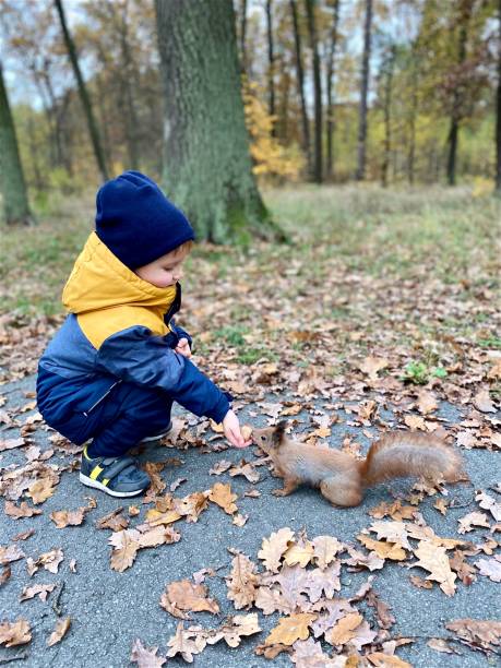 istock A small fair-skinned child feeds a wild squirrel with walnuts in an autumn park. 1284080466