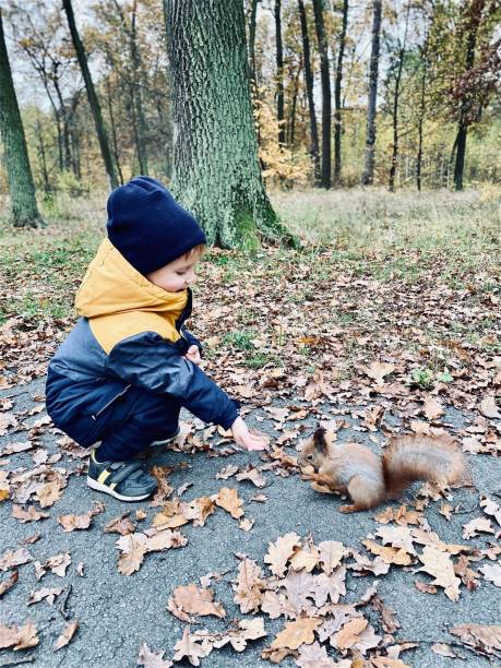 istock A small fair-skinned child feeds a wild squirrel with walnuts in an autumn park. 1284080472