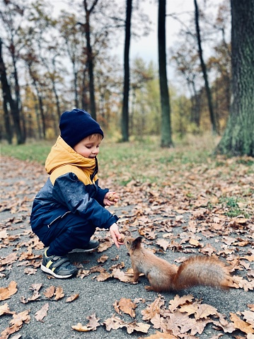 A small fair-skinned child feeds a wild squirrel with walnuts in an autumn park. The concept of the relationship between man and animal, environmental protection.