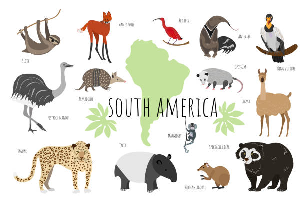 Vector collection with south american animals. Illustration with cute animals for children. Sloth, marmoset, anteater, ibis, maned wolf, tapir, llama, jaguar, rhea, agouti, bear, opossum, armadillo. Vector collection with south american animals. Illustration with cute animals for children. Vector illustration anteater stock illustrations