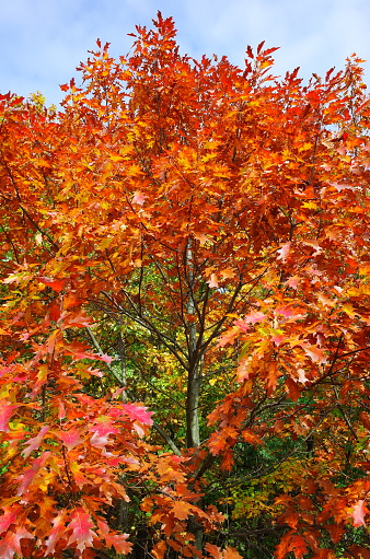 Branch of the red northern oak with autumn leaves on a blurred background in selective focus