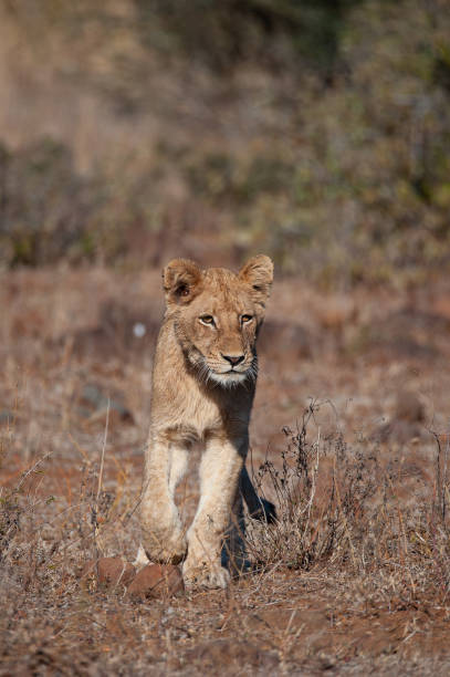 istock Lion in the Kruger National Park 1284081835
