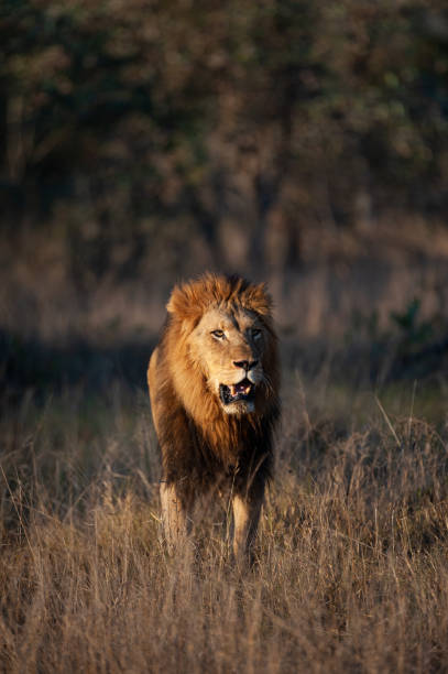 istock Large Male Lion in the Wild 1284081863