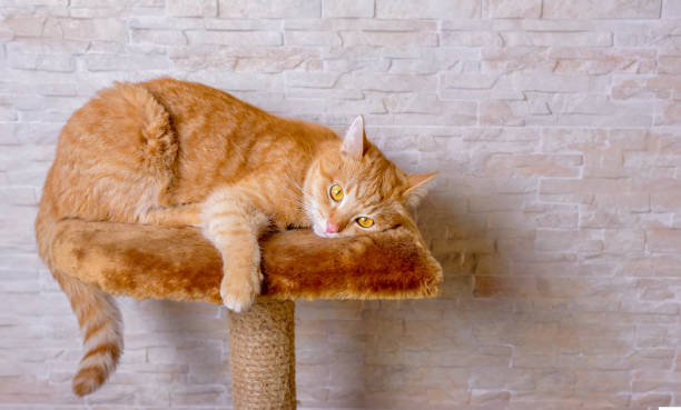 istock Sad red ginger cat lying looking into the void of a house on a scratching post. 1284081985