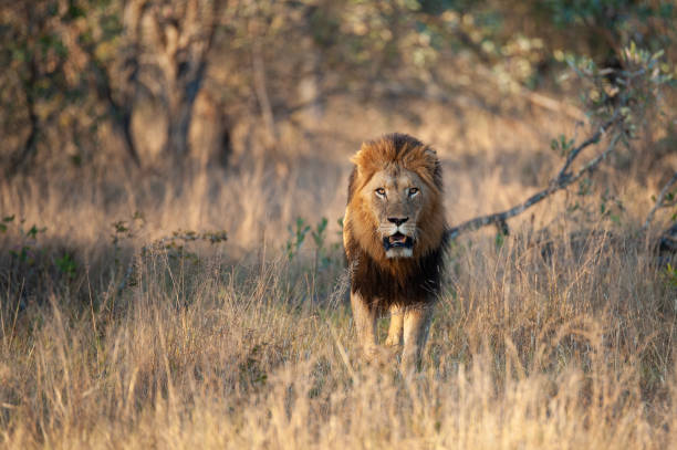 istock Large Male Lion in the Wild 1284082029