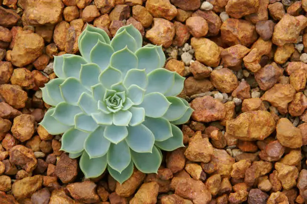 Photo of Beautiful Succulent Draught Tolerant Plant, Echeveria Hybrid in Rocky Planting Bed