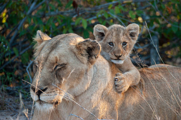 istock Lion cub and Mother 1284082117