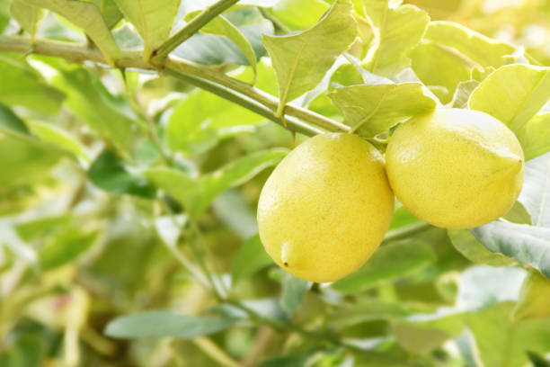 istock Fresh Variegated Lemon Fruits on Its Tree 1284082312