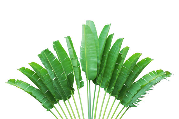 istock Traveller's Palm Tree Isolated on White Background with Clipping Path 1284082888