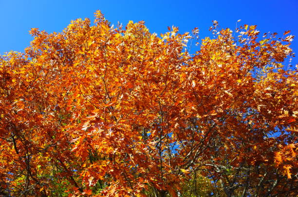 istock Golden autumn in deciduous forest 1284083158