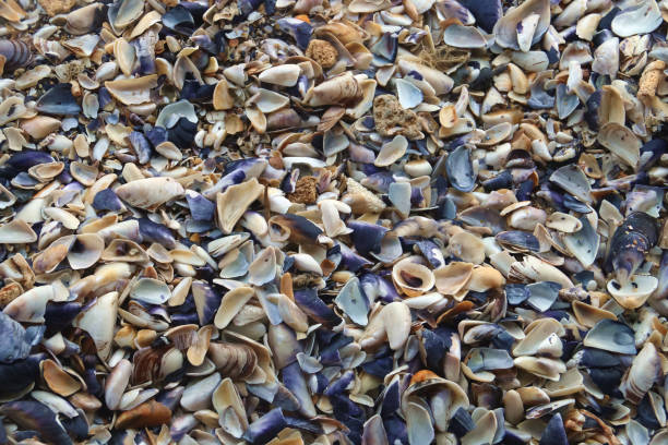 istock Beach sand with remains of seashells. 1284083660