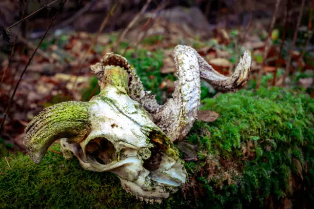 Photo of ram skulls