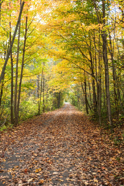 istock Leaf covered walking trail through the woods on an autumn day. 1284084387