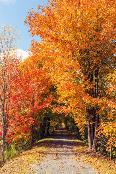 istock Leaf covered walking trail through the woods on an autumn day. 1284084394