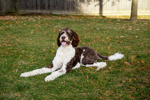 Adult brown and white bernedoodle dog laying on the grass outdoors. in Kingston, ON, Canada