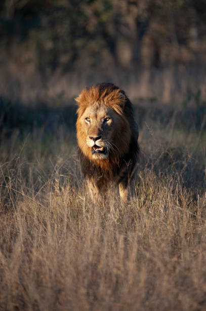 istock Large Male Lion in the Wild 1284084717