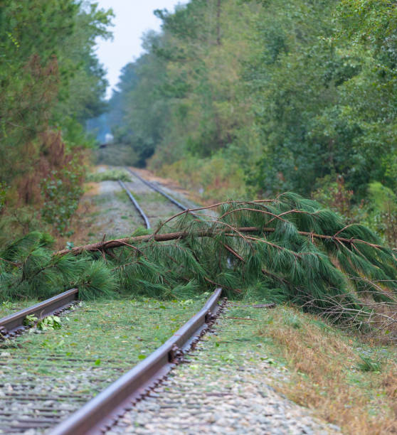 istock Tree across the railroad tracks after a hurricane 1284084769