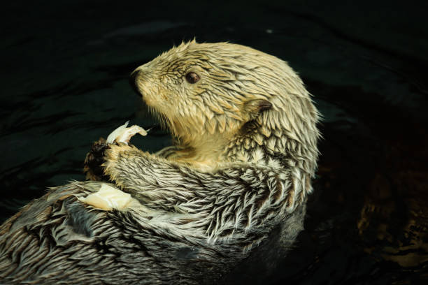 istock Sea otter eating fish in the water 1284084802