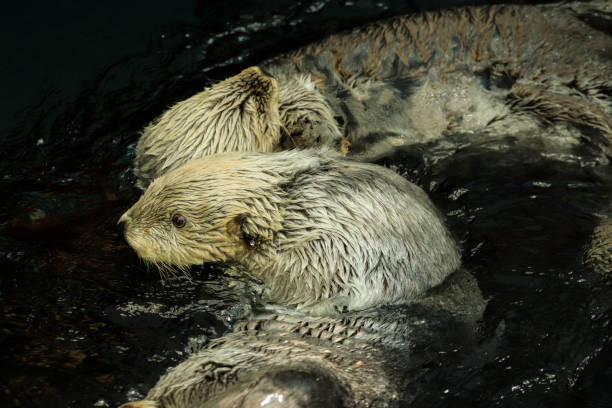 istock Sea otter eating fish in the water 1284084806