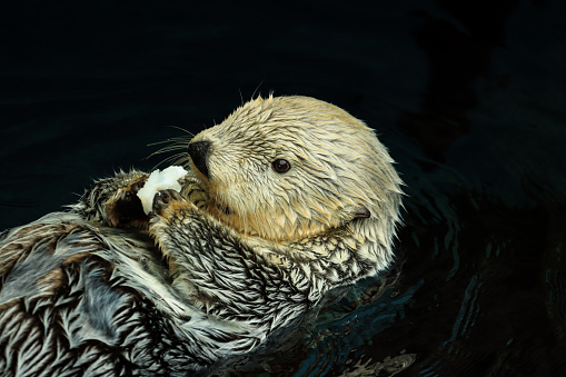 Sea otter eating fish in the water in Alaska, PE, Canada