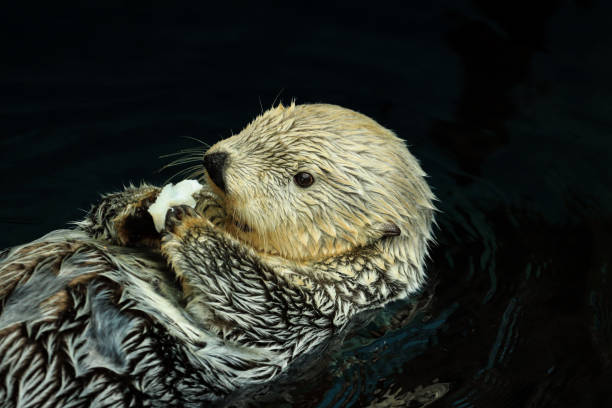 Sea otter eating fish in the water Sea otter eating fish in the water in Alaska, PE, Canada sea otter stock pictures, royalty-free photos & images