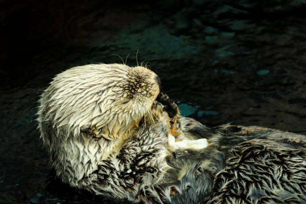 istock Sea otter eating fish in the water 1284084814