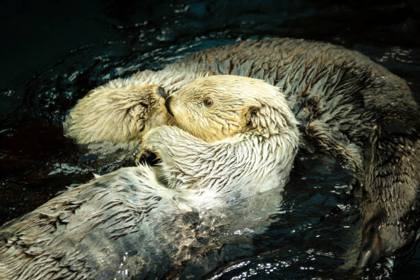 Sea otter couple eating fish