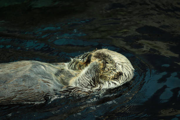 istock Sea otter eating fish in the water 1284084821