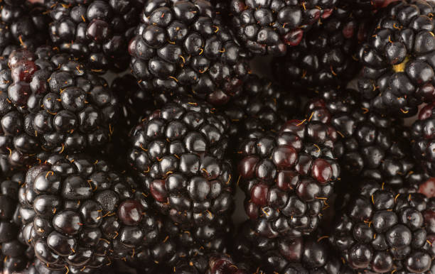 istock Closeup top view of a various fresh blackberries 1284085372