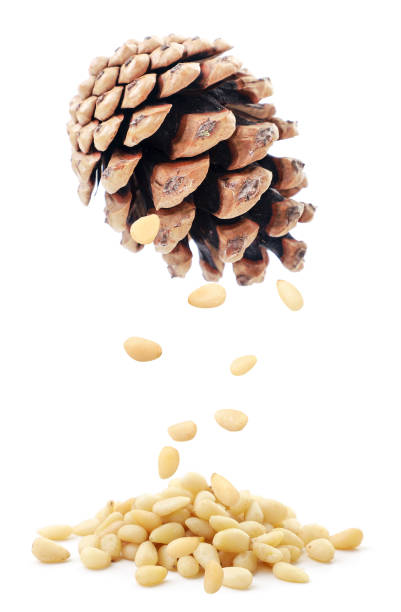 Pine nuts falling from a pine cone on a heap on a white background. Isolated Pine nuts falling from a pine cone on a heap close-up on a white background. Isolated pine nut stock pictures, royalty-free photos & images