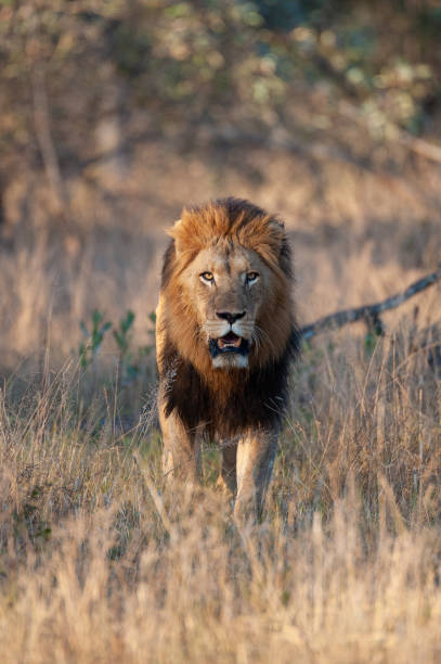 istock Large Male Lion in the Wild 1284086378