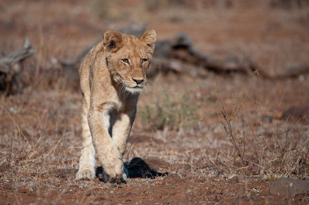 istock Lion in the Kruger National Park 1284086455