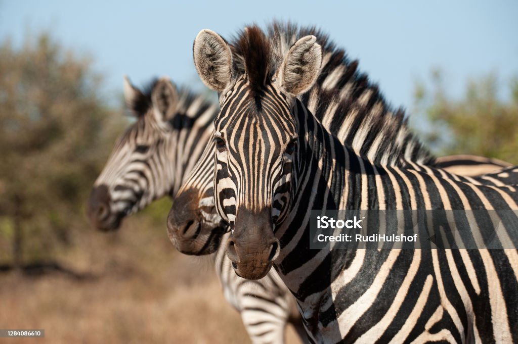 Zebra delle pianure allo stato brado - Foto stock royalty-free di Africa Zebra delle pianure allo stato brado - Foto stock royalty-free di Africa