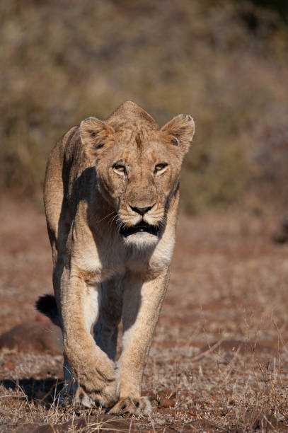 istock Lion in the Kruger National Park 1284086622