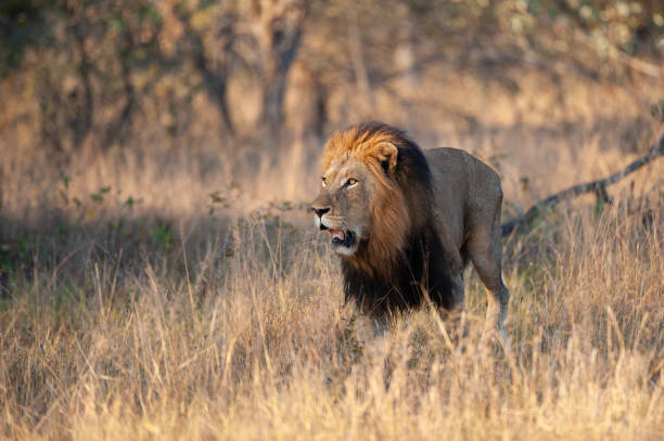 istock Large Male Lion in the Wild 1284086624