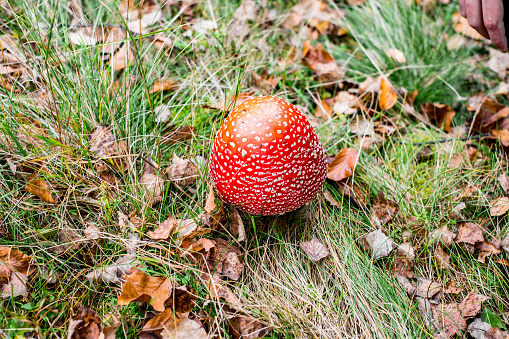 Red toadstool poisonous mushroom growth in the forest
