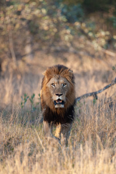 istock Large Male Lion in the Wild 1284086833