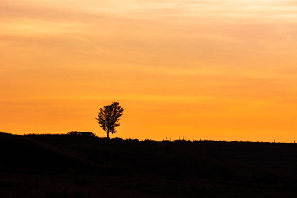 istock Golden sunset with tree silhouettes 1284087916