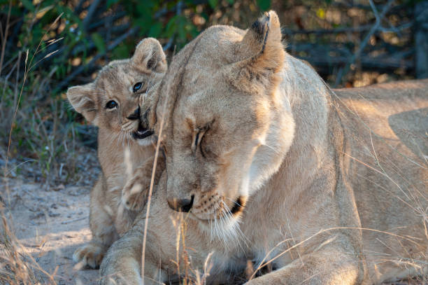 istock Lion cub and Mother 1284088118
