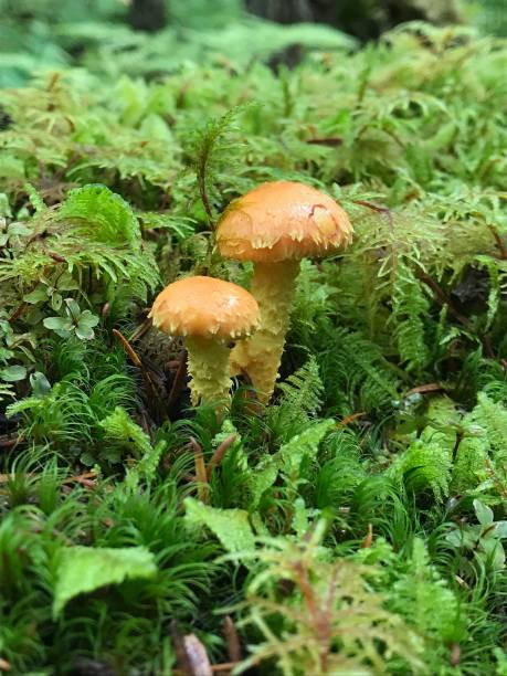 Close-up image of a pair of mushrooms growing from a mossy log.
